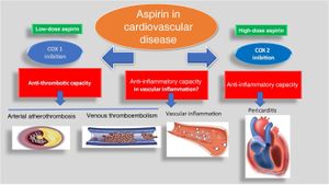 New Insights Into MIF-2: A Chemokine's Role In Atherosclerosis