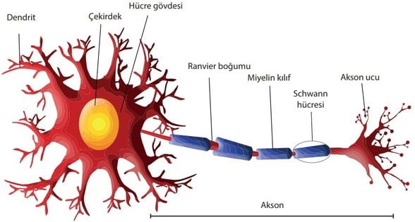 Akson, elektriksel uyarıları yani bilgiyi diğer hücrelere iletir.