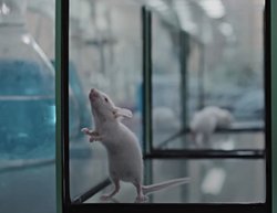 Farelerde yapılan "dışkı aktarımı sonucu kilo değişimi" deneyi inslanlarda yapılabilir mi? Gözlense bile legal bir yöntem olması mümkün mü?