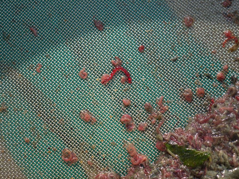 Taban kepçesi ile toplanan çamur örneği fotoğrafta yer alan elekler yardımı ile süzülür. İstenmeyen materyalin ayrılmasının ardından fotoğrafta görmüş olduğunuz makroomurgasızların (Kırımızı olanlar hemoglobin taşıyan Chirinomidae bireyleri, hafif pembemsi olan bireyler ise Oligochaeta bireyleri) örnekleme işlemi gerçekleştirilir.