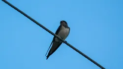 Kır kırlangıcı (Hirundo rustica)