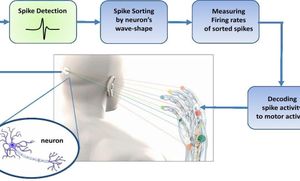 Advanced Hydrogel Microelectrodes Transform Neural Recordings