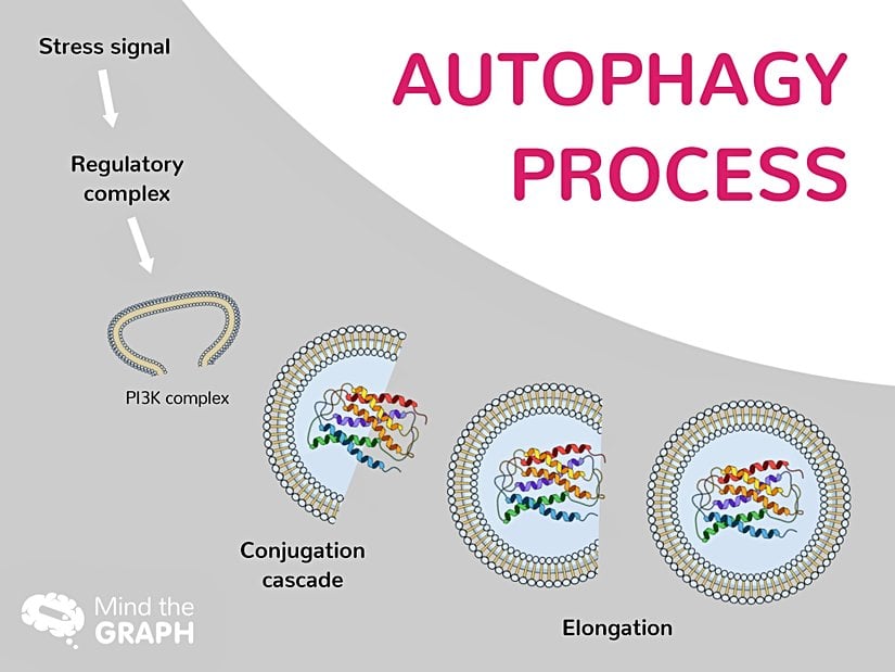 Otofaji işleminin kısaca basamakları