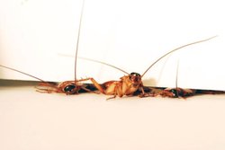 Şeker Tuzakları Hamam Böceklerinin Cinsel Yaşamlarına Damper Koyuyor