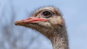 Ostrich Cull In British Columbia Sparks National Debate