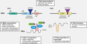 New Study Links Myotonic Dystrophy Type 1 To Kidney Disease