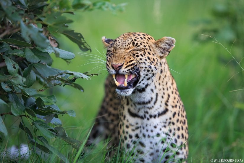 Flehmen tepkisi veren bir leopar.