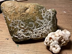 Fotoğraftaki kayanın üstündeki desenler ve sağdaki fosilleşmiş yapı özel bir canlının atıkları mı?