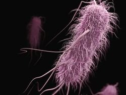 Dünyanın en uzun evrim deneyi 37 yıl önce başladı, ancak şimdiden 80.000 nesil gördü.