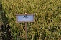 Dismissed as a joke, UK's first rice crop ripe for picking after hot summer