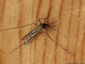 Iceland Loses Mosquito-Free Status After First Sightings