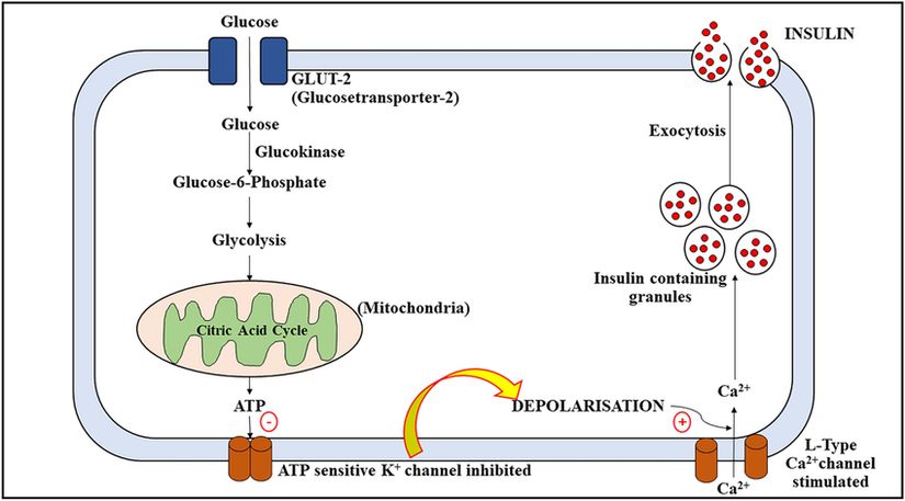 İnsülin sentezi ve salgılanması