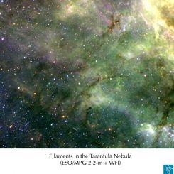 Tentacles of the Tarantula Nebula