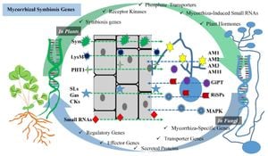 Ethylene Disrupts Plant-Fungi Symbiosis By Boosting SMAX1 Levels