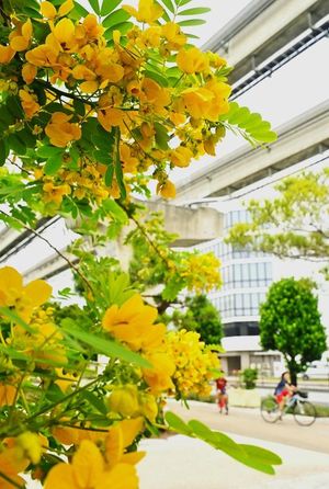 Japan Welcomes Summer With Rikka Celebrations