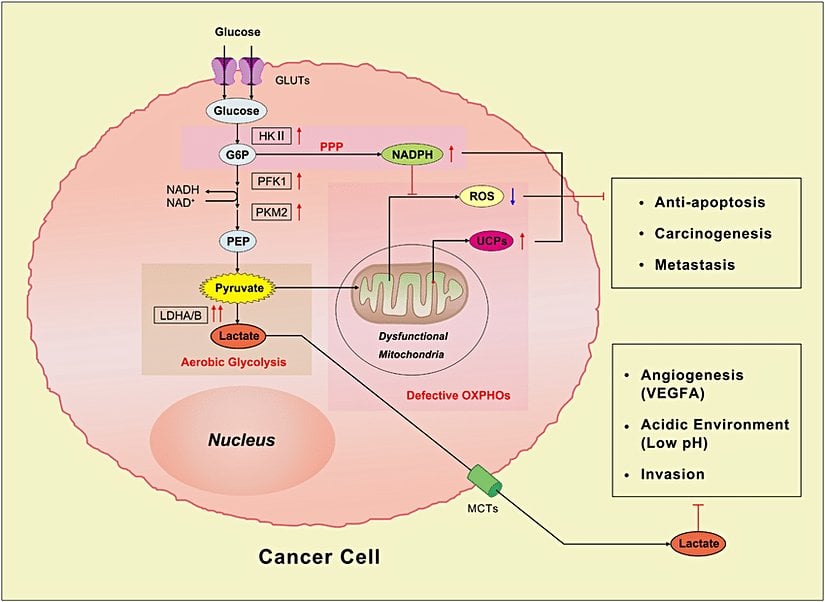 Otto Heinrich Warburg, kanser hücrelerinde işlevleri bozulmuş (disfonksiyonel) mitokondrilerin olduğunu belirtmiştir.
