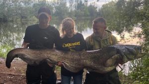 Record-Breaking Wels Catfish Caught In Saône River