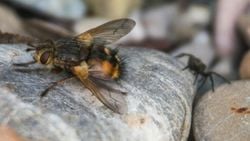 Taklitçi parazit sinek (Tachina fera)