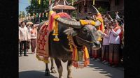 Beauty Pageant For Buffalos! Thailand’s Unique Festival Causes Online Buzz | Viral