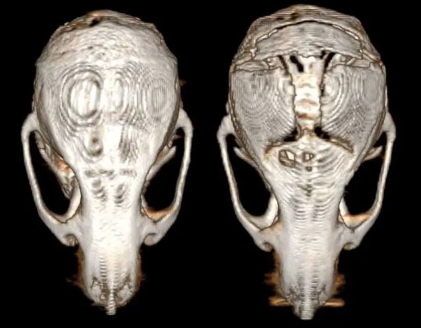 Beyin kanseri olan farelerde (sağda), beyin kanseri olmayan farelere (solda) kıyasla 3 boyutlu görüntüleme sonucunda kafatası kemiklerinde aşınma görüldü.