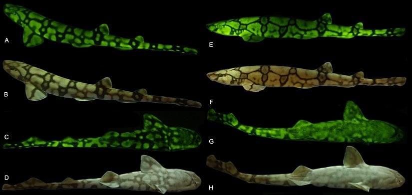 Scyliorhinus retifer türü köpekbalıklarında biyofloresan.
