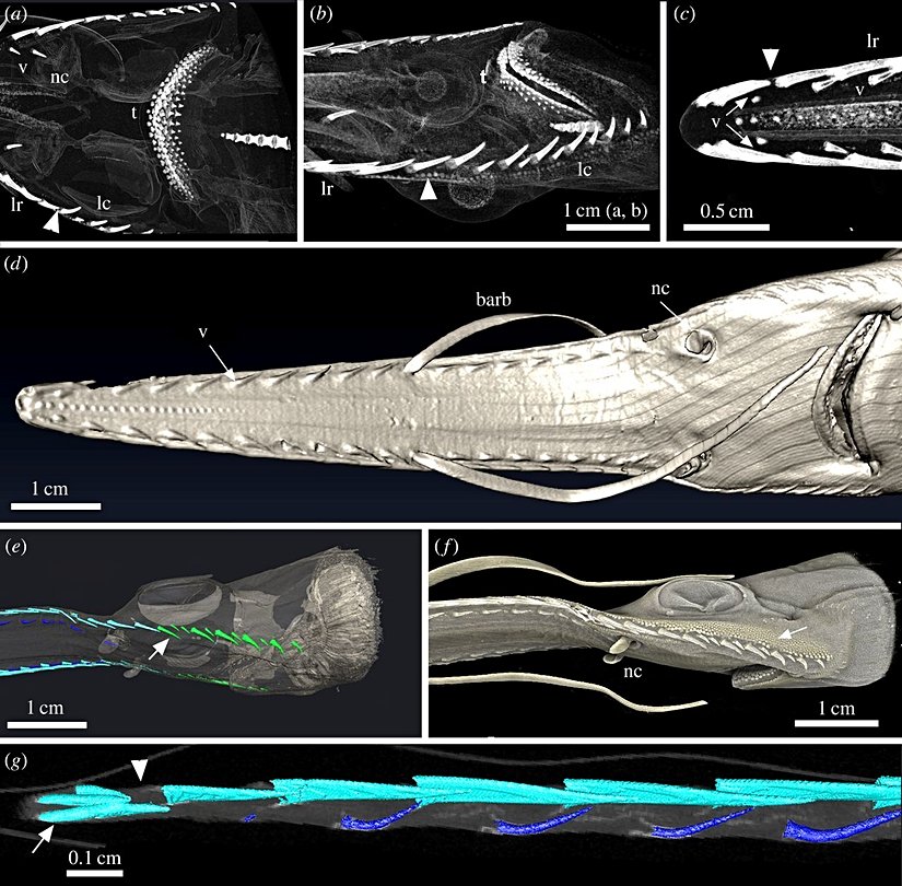 Yavru bir testere köpekbalığının çıkan dişleri.