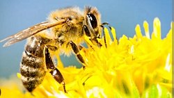 🐝 Arılar Neden Kedi Mamasını Sever?