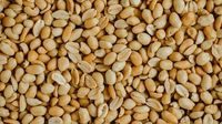 Peanut allergies have declined, study found, after this advice was issued a decade ago