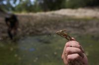Photos of red-legged frog, which conservationists are working to restore to its California habitat - Daily Independent