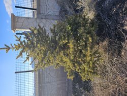 Bu ağacın türü nedir?