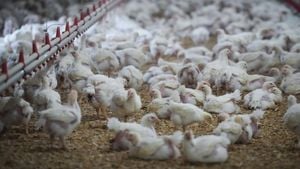 Canada Faces Avian Influenza Outbreak Rising Risk