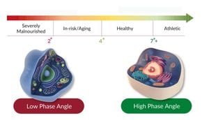 Phase Angle Linked To Lower Mortality Risk In Young Adults