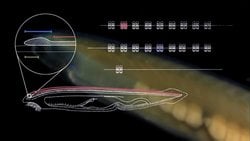 Farklı canlılardaki aynı genler neden temelde aynı ama görünürde farklı ürünler ortaya çıkarır ?