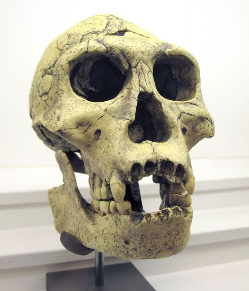 Homo erectus georgicus