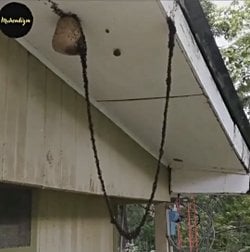 Karıncalar düz köprü kurmazlar mı? Neden?