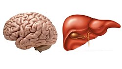 Yağlı Bir Karaciğer, Normalde Beyne Harcanması Gereken Proteinleri Tüketiyor Olabilir!