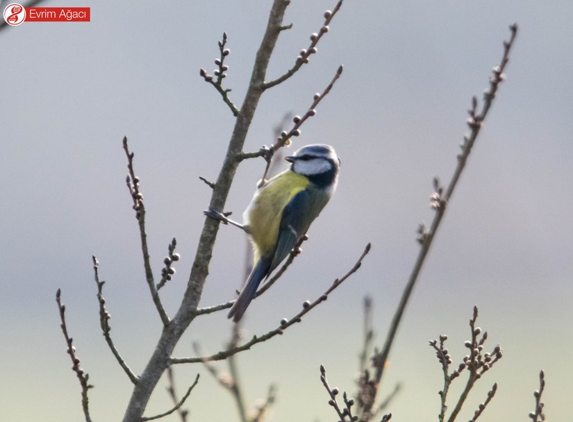 Akrobatik hareketler ile ağaç filizlerini yiyen birey.