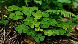 Dört Yapraklı Yonca ve Druidler