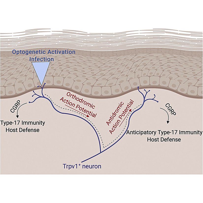 Optogenetik aktivasyonla uyarılan deride Tip-17 immün konak savunması bazında CGRP salınımı olur ve Trpv1+ nöronunun aksonlarında düz ve zıt seyirli aksiyon potansiyeli iletimi sonucunda komşu alanda da Tip-17 immün konak savunması gerçekleşir.