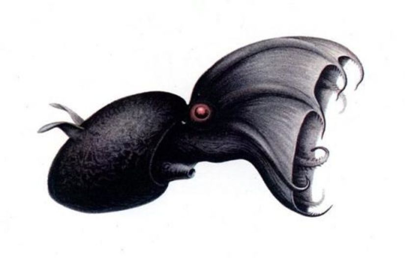 Palaeoctopus newboldi