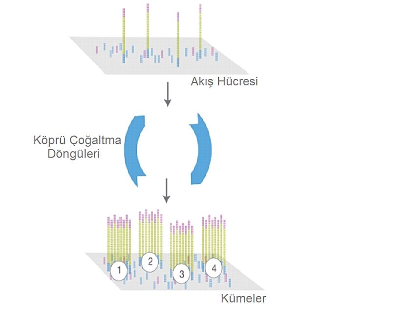 Tüm fragmentlere adaptörler takıldıktan sonra katı bir faza entegre edilirler. Bu adaptörler fragmentlerin bu yüzeyde tutulmasını sağlar. Tüm fragmentler bu yüzey üzerinde PCR ile çoğaltılır.