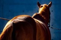【JRA京都新聞杯2025予想】激走期待の伏兵は、伸びしろ十分の新星コーチェラバレー