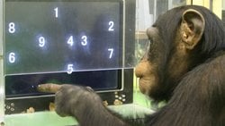 İnsanlar mı Hayvanlardan Daha Zeki, Yoksa Her Hayvanın Zekası Farklı Kategoride mi?