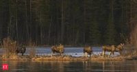 Sweden’s great moose migration captivates global viewers on 24/7 livestream; here’s how you can watch it