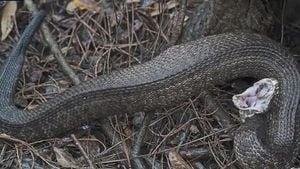 Flooding In Cocoa Drives Snakes Into Neighborhoods