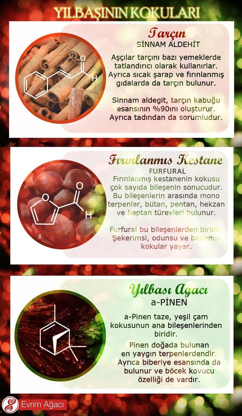 Yılbaşı, ya da "yeni yıl kutlamaları", birçokları için "güzel kokular" ile de eş anlamlıdır; çünkü bu geleneğin içerisinde güzel kokular saçan birçok unsur vardır: salep, çam ağacı, fırında kestane gibi... Elbette, tüm bu kokuların kimyasal bir de temeli vardır. Bunların bir kısmı çok az sayıda bileşenden ve hatta kimi zaman tek bir bileşenden oluşan kokular olsa da, yılbaşıyla ilişkilendirdiğimiz kokuların önemli bir çoğunluğu yapısında birden fazla bileşen bulunduran kokulardır. Bu görselde, onlardan 3 tanesine yer vermeye çalıştık.