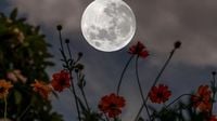 May full moon will be a 'micromoon.' When to see the Flower Moon