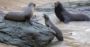 Federal Reward Sparks Uproar Over Sea Lion Case