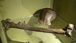 Eugene Dubois Yöntemi: Paleoantropolojide Kayıp Halkalar ve Evrimsel Ara Tür Fosilleri Nasıl Bulunur?