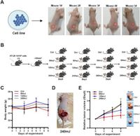 Extracorporeal shock waves effectively suppress colorectal cancer proliferation and growth - Scientific Reports